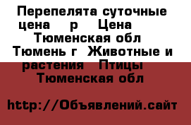 Перепелята суточные.цена 40 р. › Цена ­ 40 - Тюменская обл., Тюмень г. Животные и растения » Птицы   . Тюменская обл.